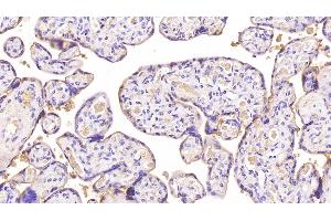 Detection of ANXA5 in Human Placenta Tissue using Monoclonal Antibody to Annexin V (ANXA5)