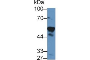 Western blot analysis of Human 293T cell lysate, using Rabbit Anti-Human VF Antibody (1 µg/ml) and HRP-conjugated Goat Anti-Rabbit antibody (abx400043, 0. (NAMPT 抗体  (AA 1-491))