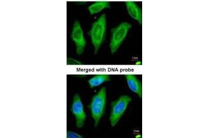 Immunofluorescence (IF) image for anti-serine/threonine Kinase 24 (STK24) antibody (ABIN2856894)