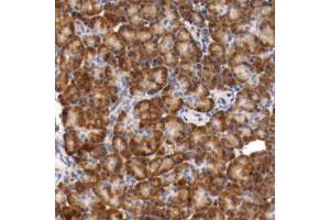 Immunohistochemical staining of human pancreas with TNFSF12-TNFSF13 polyclonal antibody  shows strong cytoplasmic positivity in exocrine glandular cells. (TNFSF13 抗体)