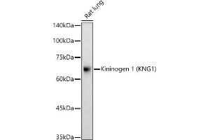 Western Blotting (WB) image for anti-Kininogen 1 (KNG1) (AA 148-427) antibody (ABIN3022364)