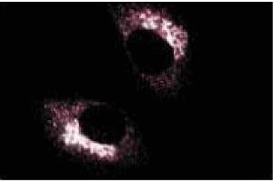 Immunoflourescence staining of normal rat kidney. (ARHGAP4 抗体  (AA 843-955))