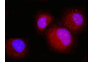 IF analysis of p23/PTGES3 using anti-p23/PTGES3 antibody (ABIN7599548).