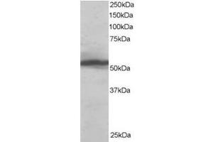 Image no. 1 for anti-Karyopherin alpha 2 (RAG Cohort 1, Importin alpha 1) (KPNA2) (C-Term) antibody (ABIN374392) (KPNA2 抗体  (C-Term))