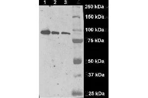 Immunostaining of a fragment of human GCPII (aminoacids 44-750) produced in S2 cells on Western blot by GCP-04 monoclonal antibody. (PSMA 抗体  (AA 44-750))