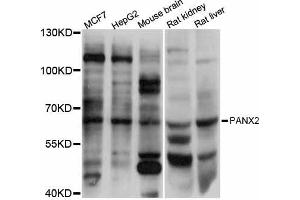 Western blot analysis of extracts of various cell lines, using PANX2 antibody (ABIN5998448) at 1:3000 dilution. (Pannexin 2 抗体)