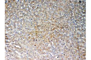 Immunohistochemistry (IHC) image for anti-Galactosamine (N-Acetyl)-6-Sulfate Sulfatase (GALNS) (AA 181-289) antibody (ABIN5693230)