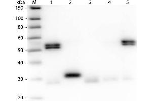 Western Blot of Anti-Rat IgG (H&L) (GOAT) Antibody (Min X Human Serum Proteins) . (山羊 anti-大鼠 IgG (Heavy & Light Chain) Antibody (Biotin) - Preadsorbed)