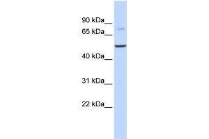 WB Suggested Anti-BAAT Antibody Titration:  0. (BAAT 抗体  (N-Term))