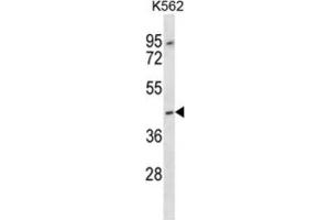 Western Blotting (WB) image for anti-Olfactory Receptor, Family 13, Subfamily F, Member 1 (OR13F1) antibody (ABIN2997241) (OR13F1 抗体)