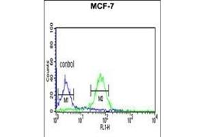 WDR37 Antibody (C-term) (ABIN653198 and ABIN2842745) flow cytometric analysis of MCF-7 cells (right histogram) compared to a negative control cell (left histogram). (WDR37 抗体  (C-Term))