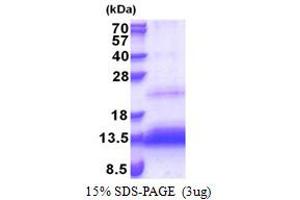 SDS-PAGE (SDS) image for TP53 Regulated Inhibitor of Apoptosis 1 (TRIAP1) (AA 1-76) protein (His tag) (ABIN5853375) (TRIAP1 Protein (AA 1-76) (His tag))