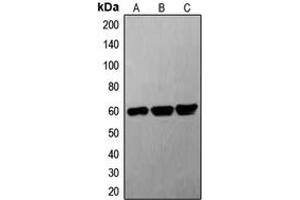 Western blot analysis of G3BP1 expression in A549 (A), mouse heart (B), rat heart (C) whole cell lysates.