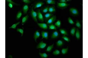 Immunofluorescence (IF) image for anti-Sterol Regulatory Element Binding Transcription Factor 1 (SREBF1) (AA 38-201) antibody (ABIN7170778)