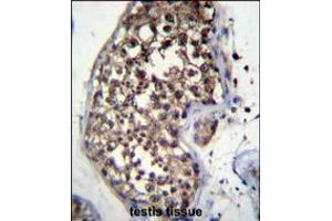 FBXO15 Antibody immunohistochemistry analysis in formalin fixed and paraffin embedded human testis tissue followed by peroxidase conjugation of the secondary antibody and DAB staining. (FBXO15 抗体  (N-Term))