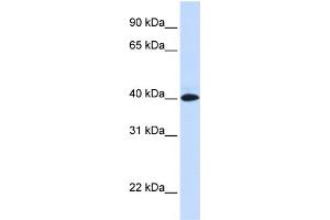 WB Suggested Anti-VSIG8 Antibody Titration:  0. (VSIG8 抗体  (N-Term))
