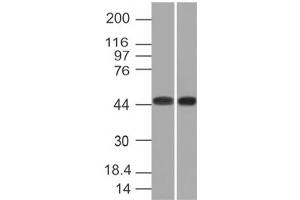 Image no. 1 for anti-Napsin A Aspartic Peptidase (NAPSA) antibody (ABIN6165992) (NAPSA 抗体)