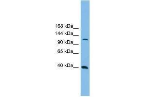 Host:  Rabbit  Target Name:  MAP3K14  Sample Tissue:  Human THP-1 Whole Cell  Antibody Dilution:  1ug/ml (MAP3K14 抗体  (N-Term))