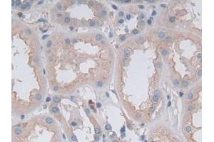 Detection of GKN1 in Human Kidney Tissue using Polyclonal Antibody to Gastrokine 1 (GKN1) (Gastrokine 1 抗体  (AA 22-199))