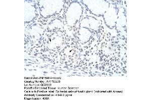 Human Stomach (ZNF580 抗体  (N-Term))