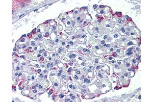 Anti-DSCAM antibody IHC of human kidney. (DSCAM 抗体  (AA 1548-1597))