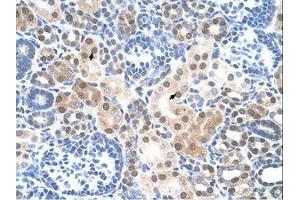 Image no. 1 for anti-Solute Carrier Family 25, Member 45 (SLC25A45) (C-Term) antibody (ABIN205010) (SLC25A45 抗体  (C-Term))