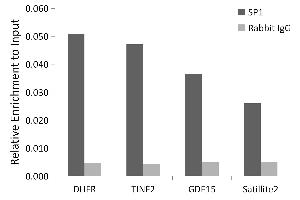 Chromatin immunoprecipitation analysis of extracts of 293T cells, using SP1 antibody (ABIN7270505) and rabbit IgG. (SP1 抗体)