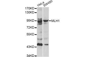 Western blot analysis of extracts of various cell lines, using MLH1 antibody (ABIN1873703). (MLH1 抗体)