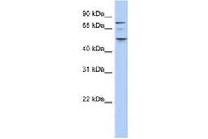 Image no. 1 for anti-Casein Kinase 1, epsilon (CSNK1E) (N-Term) antibody (ABIN6743609) (CK1 epsilon 抗体  (N-Term))