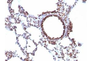 Image no. 1 for anti-Nuclear Antigen antibody (ABIN6190865) (Nuclear Antigen 抗体)