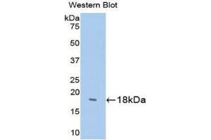 Western Blotting (WB) image for anti-Somatostatin (SST) (AA 1-116) antibody (ABIN1173258) (Somatostatin 抗体  (AA 1-116))