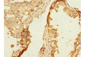 Immunohistochemistry of paraffin-embedded human testis tissue using ABIN7161462 at dilution of 1:100 (Neurotrimin 抗体  (AA 30-316))