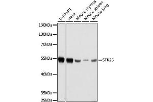 Western blot analysis of extracts of various cell lines, using STK26 antibody (ABIN7270231) at 1:1000 dilution. (STK26/MST4 抗体  (AA 297-416))