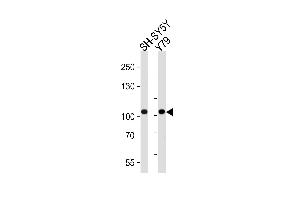 Western blot analysis of lysates from SH-SY5Y, Y79 cell line (from left to right), using CDH8 Antibody at 1:1000 at each lane. (Cadherin 8 抗体  (N-Term))