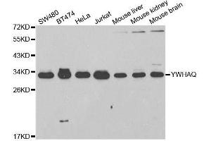 Western blot analysis of extracts of various cell lines, using YWHAQ antibody. (14-3-3 theta 抗体  (AA 1-245))