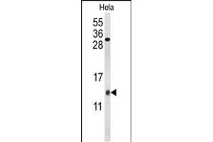 Western blot analysis of COX5A Antibody (Center) (ABIN653099 and ABIN2842690) in Hela cell line lysates (35 μg/lane). (COX5A 抗体  (AA 46-73))