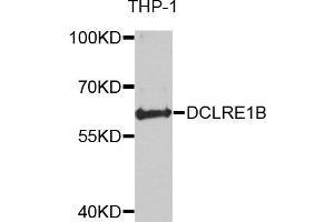 Western blot analysis of extracts of THP-1 cells, using DCLRE1B antibody. (DCLRE1B 抗体)