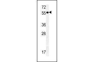 PTAFR Antibody (C-term) (ABIN651606 and ABIN2840321) western blot analysis in mouse heart tissue lysates (35 μg/lane). (PTAFR 抗体  (C-Term))