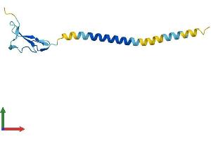 AlphaFold protein structure predicition of Human Recombinant NRG4 Protein, UniprotID Q8WWG1