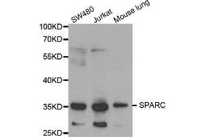 Western blot analysis of extracts of various cell lines, using SPARC antibody.