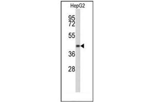 Western blot analysis of ERGIC3 Antibody (N-term) in HepG2 cell line lysates (35ug/lane). (ERGIC3 抗体  (N-Term))