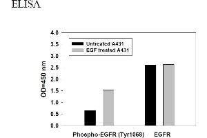 Image no. 2 for Epidermal Growth Factor Receptor (EGFR) ELISA Kit (ABIN1981787) (EGFR ELISA 试剂盒)