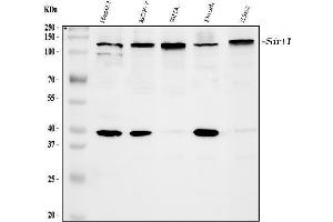 Western blot analysis of SIRT1 using anti-SIRT1 antibody (ABIN3042483).