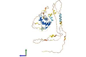 AlphaFold protein structure predicition of Human Recombinant FOXJ1 Protein, UniprotID Q92949