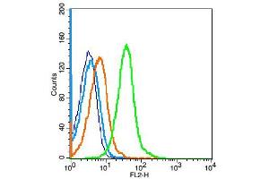 Image no. 2 for anti-Fms-Related tyrosine Kinase 1 (VEGFR1) (FLT1) (AA 1162-1260) antibody (ABIN725795)