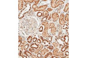 Immunohistochemical analysis of paraffin-embedded human kidney tissue using C performed on the Leica® BOND RXm.