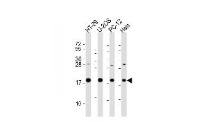 All lanes : Anti-STMN1 Antibody (C-Term) at 1:2000 dilution Lane 1: HT-29 whole cell lysate Lane 2: U-2OS whole cell lysate Lane 3: PC-12 whole cell lysate Lane 4: Hela whole cell lysate Lysates/proteins at 20 μg per lane. (Stathmin 1 抗体  (AA 106-140))