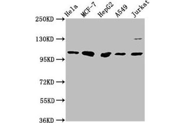 GANC Antikörper  (AA 171-318)