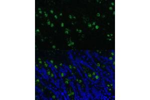Immunofluorescence analysis of rat colon using CLC Polyclonal Antibody (5041) at dilution of 1:100 (40x lens). (CLCA1 抗体  (AA 22-150))