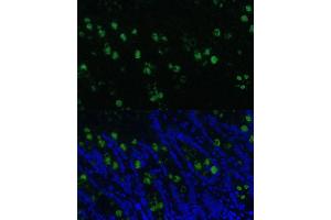 Immunofluorescence analysis of rat colon using CLC Polyclonal Antibody (5041) at dilution of 1:100 (40x lens). (CLCA1 抗体  (AA 22-150))
